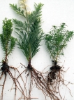 Coniferous seedlings 'bare roots'